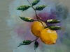 limoni